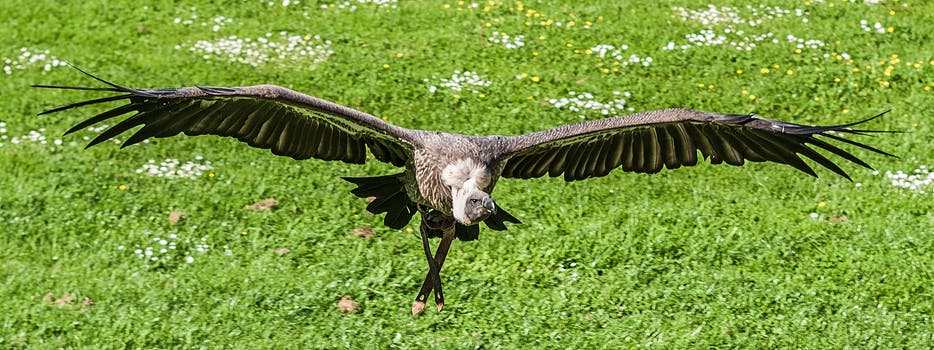 Black and Gray Vulture Flying at Daytime
